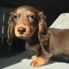 O�kovan� a od�erven� mini �t��ata dlouhosrst�ho jezev��ka k adopci