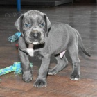 Prod�m �t��ata n�meck� dogy