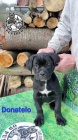 Cane Corso �t��ata