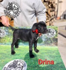 Cane Corso �t��ata