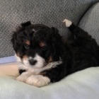 Kr�sn� �t��ata Bernedoodle jsou k dispozici a p�ipravena k prodeji. Pouze pro v�n� osoby.