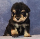 �t��ata mal�ch kn�ra�� k adopci.