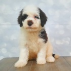 O�kovan� a od�erven� mini �t��ata portugalsk�ho vodn�ho psa k adopci