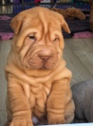 Prod�m zdrav� �t��ata o�kovan� shar-pei.