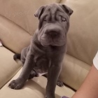 Prod�m zdrav� �t��ata o�kovan� shar-pei.