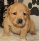 Prod�m zdrav� a kr�sn� �t��ata labradorsk�ho retr�vra a pejska.