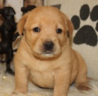 Prod�m zdrav� a kr�sn� �t��ata labradorsk�ho retr�vra a pejska.