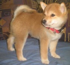Prod�m roztomil� �t���tka mini shiba inu