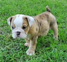 Prod�m �t��ata anglick�ho buldo�ka