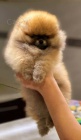 Pomeranian BOO ply�ov� medv�dci