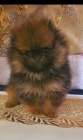 Pomeranian BOO ply�ov� medv�dci