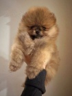 Pomeranian BOO ply�ov� medv�dci