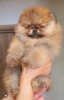Pomeranian BOO ply�ov� medv�dci