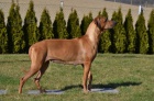 Rhod. Ridgeback - �t���tka s PP