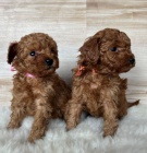 �erven� toy pudl � fena na prodej