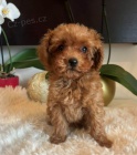 �erven� toy pudl � fena na prodej