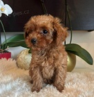 �erven� toy pudl � fena na prodej