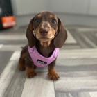 Kr�sn� hladkosrst� miniaturn� �t��ata jezev��ka k dispozici a p�ipravena k prodeji. Pouze pro v�n� osoby.