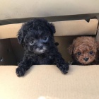 �ern�, meru�kov�, b�l� a hn�d� mini hra�ka 