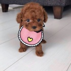 Zdrav� a kr�sn� mini hra�ka �t��ata pejska a fenky pudla na prodej.