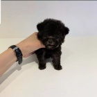 Zdrav� a kr�sn� mini hra�ka �t��ata pejska a fenky pudla na prodej.