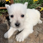 Prod�m mini �t��ata West Highland White Terriers