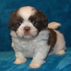 Prod�m hygienicky a soci�ln� vy�kolen� �t��ata SHIH TZU