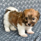 Prod�m roztomil� a zdrav� �t��ata havanese.