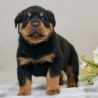 Prod�m o�kovan� �t��ata rotvajlera