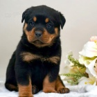 Prod�m o�kovan� �t��ata rotvajlera