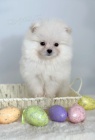Pomeranian (BOO), �istokrevn�, trpasl�k (hra�ka)
