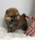 Pomeranian (BOO), �istokrevn�, trpasl�k (hra�ka)
