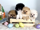 Pomeranian (BOO), �istokrevn�, trpasl�k (hra�ka)