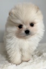 Pomeranian (BOO), �istokrevn�, trpasl�k (hra�ka)