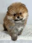 Pomeranian (BOO), �istokrevn�, trpasl�k (hra�ka)