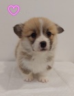 Pembroke Welsh Corgi �t��ata