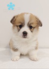 Pembroke Welsh Corgi �t��ata