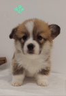 Pembroke Welsh Corgi �t��ata