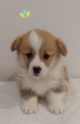 Pembroke Welsh Corgi �t��ata