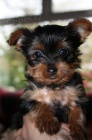 Prod�m roztomil� �t���tka mini yorkie.