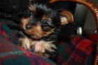 Prod�m roztomil� �t���tka mini yorkie.