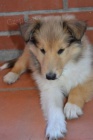 Prod�m �t��ata sheltie o�kovan� a od�erven�.