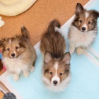 Prod�m �t��ata sheltie o�kovan� a od�erven�.