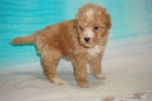 Prod�m zdrav� a o�kovan� �t��ata Bichonpoo mini toy.