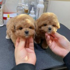 Prod�m mini toy pejska a fenky o�kovan� a od�erven� �t��ata pudla.