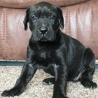 Prod�m �t��ata n�meck� dogy