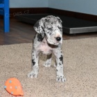 Prod�m �t��ata n�meck� dogy