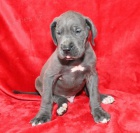 Prod�m �t��ata n�meck� dogy