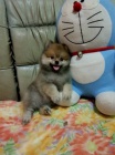 Prod�m mini �t��ata pomeraniana.