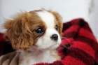 Prod�m mini o�kovan� �t��ata Kaval�r King Charles Spaniel.